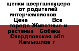 щенки цвергшнауцера от родителей интерчемпионов,   › Цена ­ 35 000 - Все города Животные и растения » Собаки   . Свердловская обл.,Камышлов г.